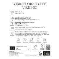 Viridiflora Tulpen Virichic rosa/grün, 7 Blumenzwiebeln