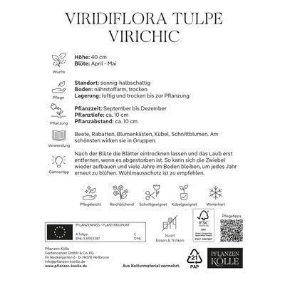 Viridiflora Tulpen Virichic rosa/grün, 7 Blumenzwiebeln