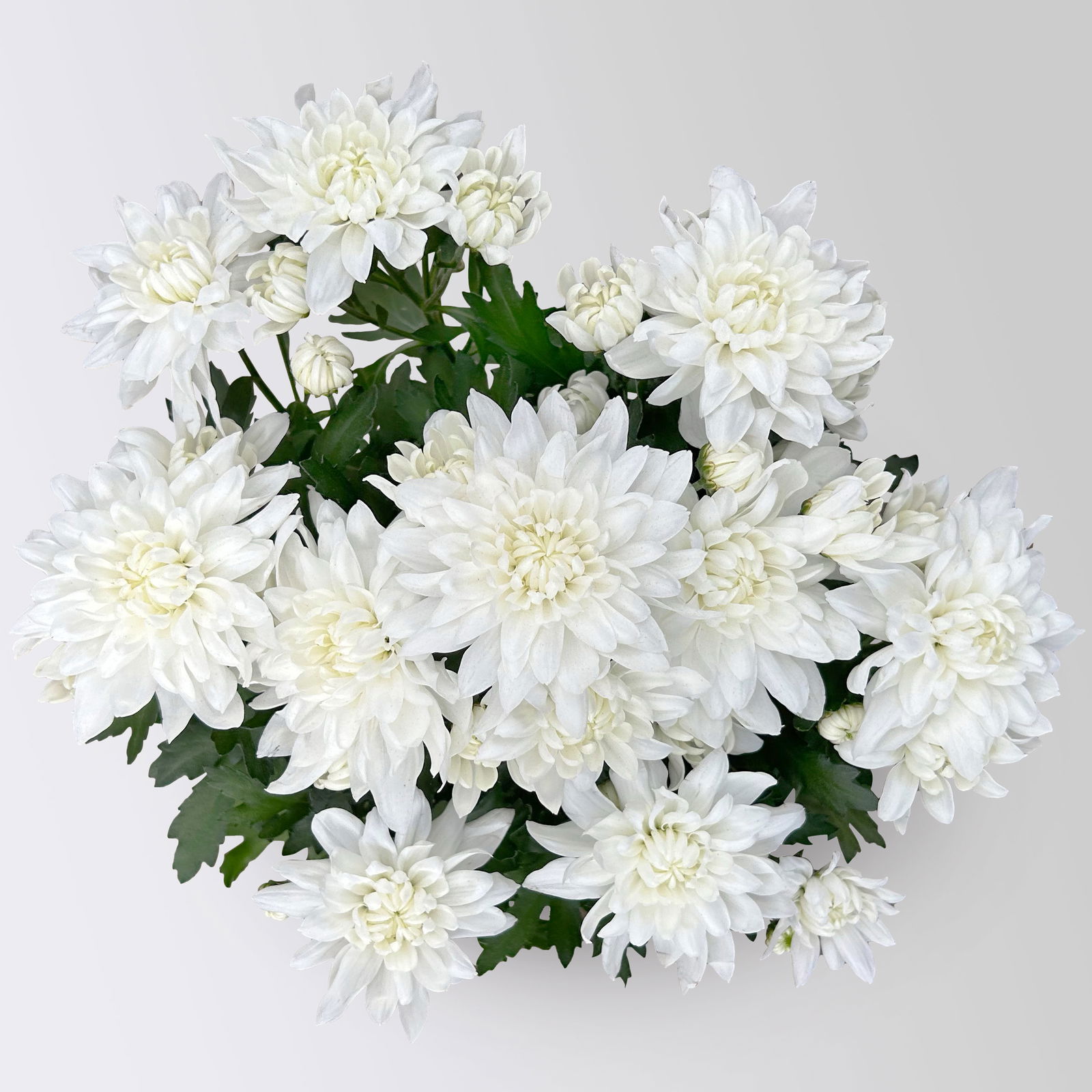 Chrysanthemen 'Chrysanne®Grandezza White', weiß, Topf-Ø 13 cm, 4 Pflanzen