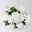 Chrysanthemen 'Chrysanne®Grandezza White', weiß, Topf-Ø 13 cm, 4 Pflanzen