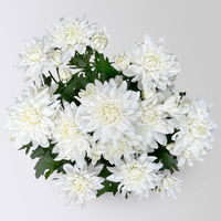 Chrysanthemen 'Chrysanne®Grandezza White', weiß, Topf-Ø 13 cm, 4 Pflanzen