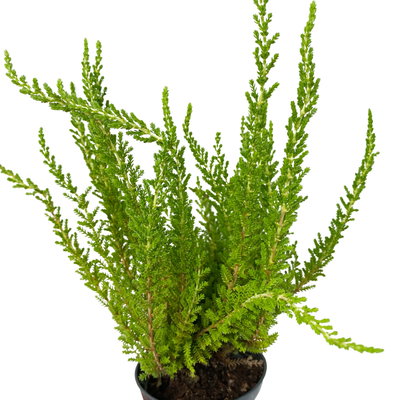 Besenheide SKYLINE®, Mischung zufällig, Topf-Ø 6,5 cm, 12 Pflanzen Besenheide SKYLINE®, Mischung zufällig, Topf-Ø 6,5 cm, 12 Pflanzen