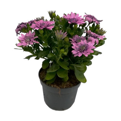 Osteospermum rosa/lila gefüllt, Topf-Ø 12 cm, 6 Stück Osteospermum rosa/lila gefüllt, Topf-Ø 12 cm, 6 Stück