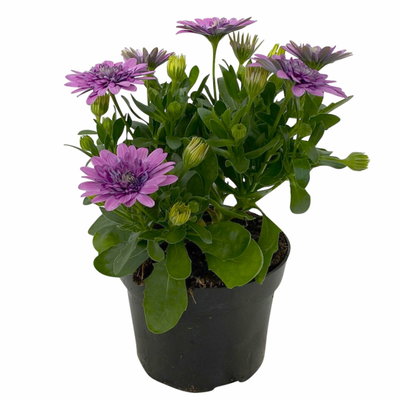 Osteospermum rosa/lila gefüllt, Topf-Ø 12 cm, 6 Stück Osteospermum rosa/lila gefüllt, Topf-Ø 12 cm, 6 Stück