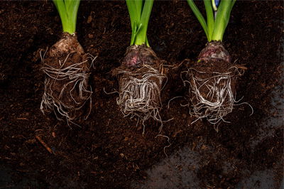 Kölle Bio Wurzelkraft, 2 kg