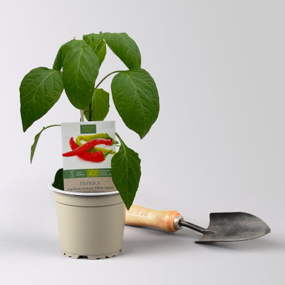 Bio Peperoni 'Milder Spiral', Topf-Ø 12 cm, 3 Pflanzen Bio Peperoni 'Milder Spiral', Topf-Ø 12 cm, 3 Pflanzen