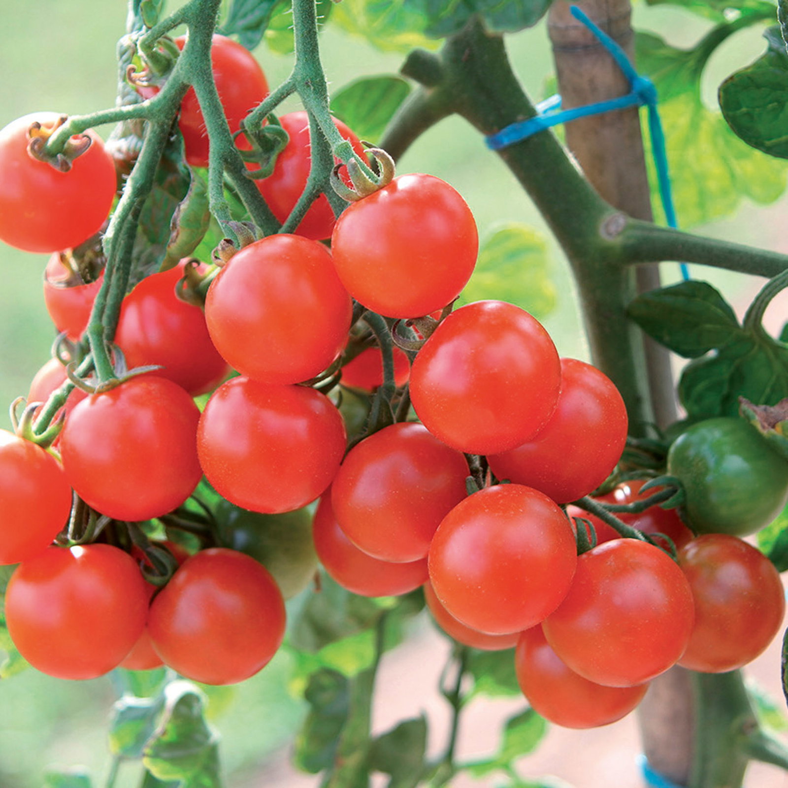 Bio Kirschtomate 'Pepe', Topf-Ø 12 cm, 3 Pflanzen