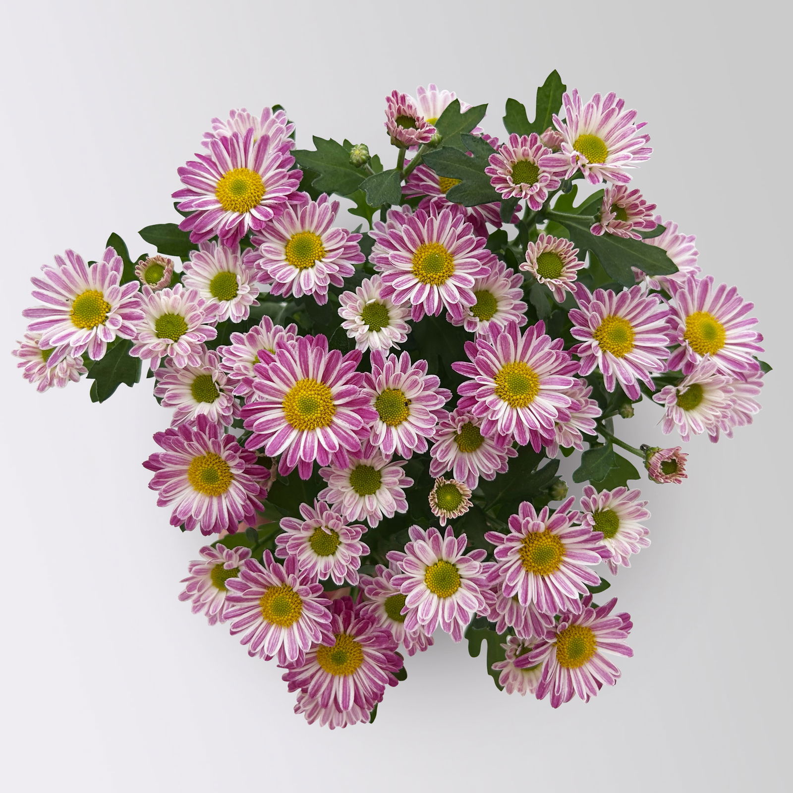 Chrysanthemen 'Swifty', rosa, Topf-Ø 10,5 cm, 6 Pflanzen