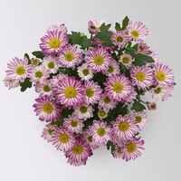 Chrysanthemen 'Swifty', rosa, Topf-Ø 10,5 cm, 6 Pflanzen
