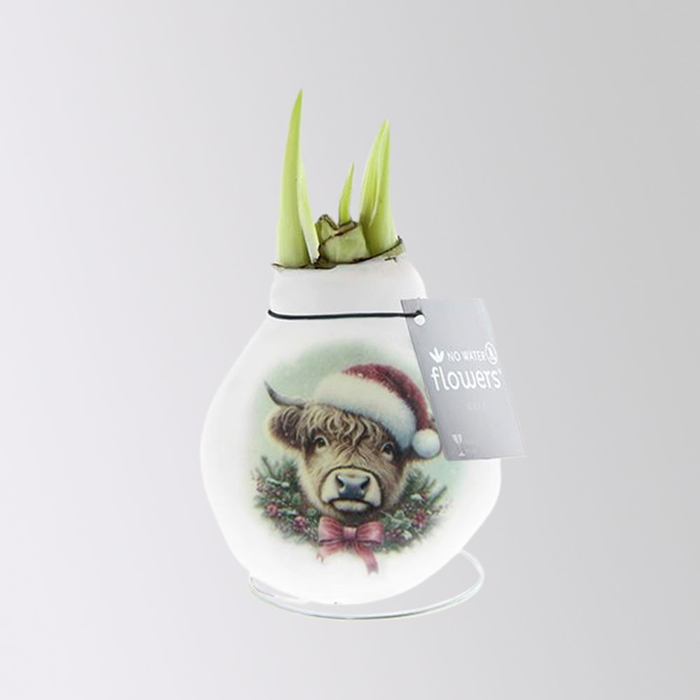 Amaryllis in Wachs, Dekor 'Santa & Friends' nach Verfügbarkeit, Blüte rot