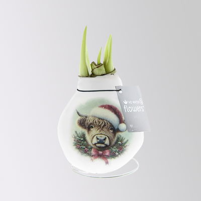 Amaryllis in Wachs, Dekor 'Santa & Friends', Muster zufällig, Blüte rot Amaryllis in Wachs, Dekor 'Santa & Friends', Muster zufällig, Blüte rot