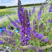 Sommerflieder, Buddleja davidii 'Empire Blue', blauviolett, Topf 5 lt.