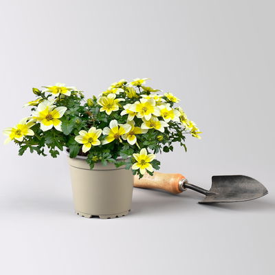 Goldmarie'Yellow Splash Imp.®' gelb, Topf-Ø 12 cm, 6 Pflanzen Goldmarie'Yellow Splash Imp.®' gelb, Topf-Ø 12 cm, 6 Pflanzen