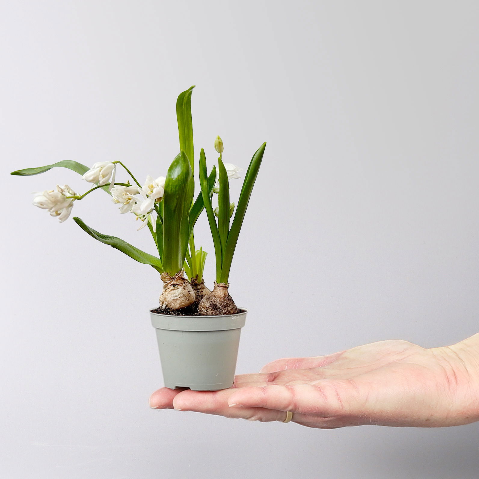 Scilla, weiß, vorgetrieben, Topf-Ø 5 cm, 10 Pflanzen Scilla, weiß, vorgetrieben, Topf-Ø 5 cm, 10 Pflanzen