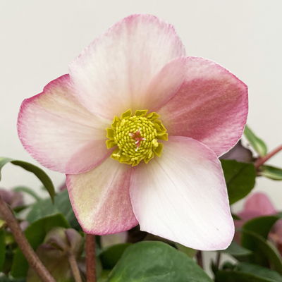 Schneerose Ice N' Rose® 'Early Rose', rosa, Topf-Ø 15 cm Schneerose Ice N' Rose® 'Early Rose', rosa, Topf-Ø 15 cm