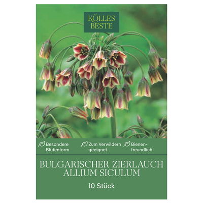 Allium Nectaroscordum Siculum (Zierlauch) creme/rosa, 10 Blumenzwiebeln Allium Nectaroscordum Siculum (Zierlauch) creme/rosa, 10 Blumenzwiebeln