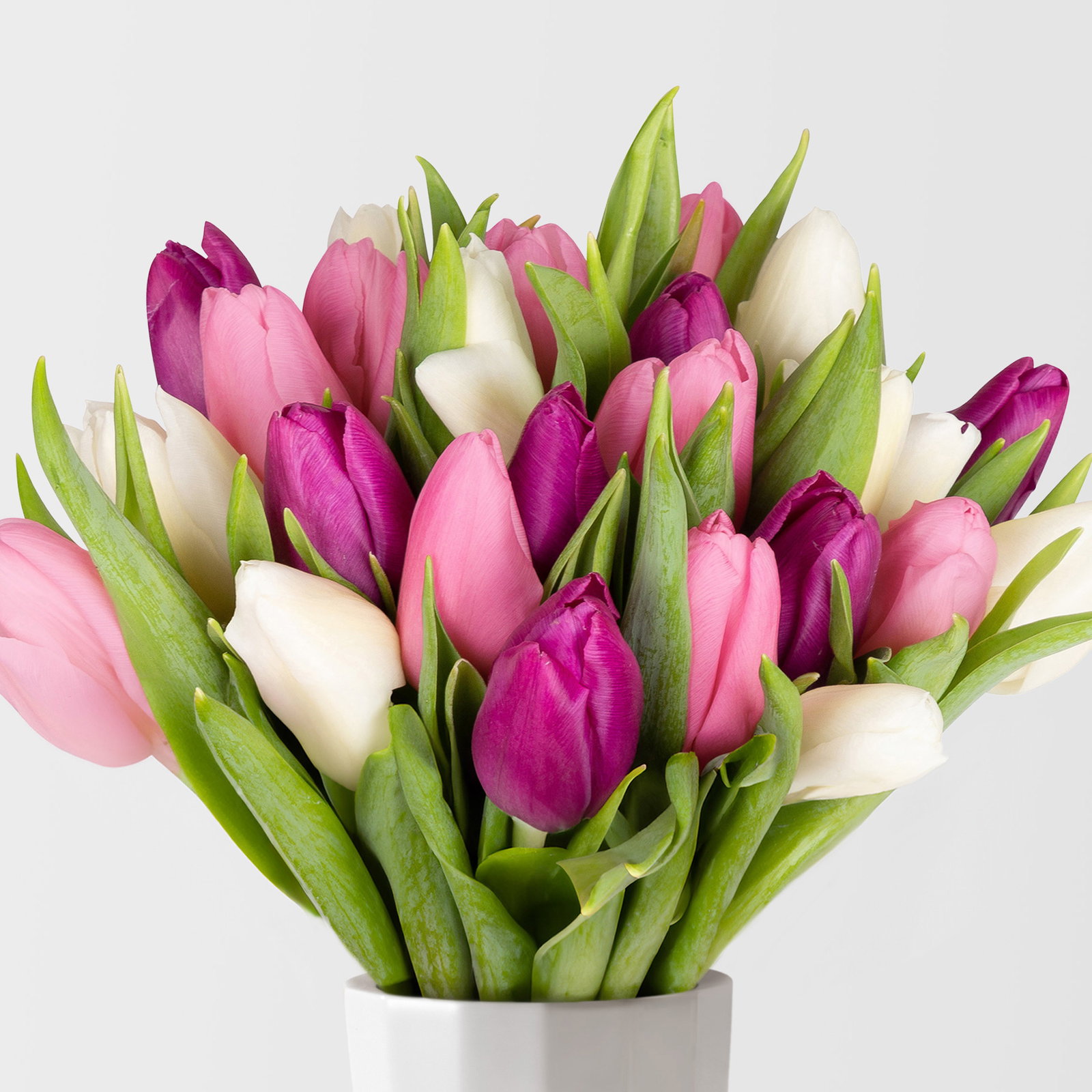 30 Tulpen, weiß, lila & rosa