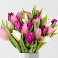 30 Tulpen, weiß, lila & rosa