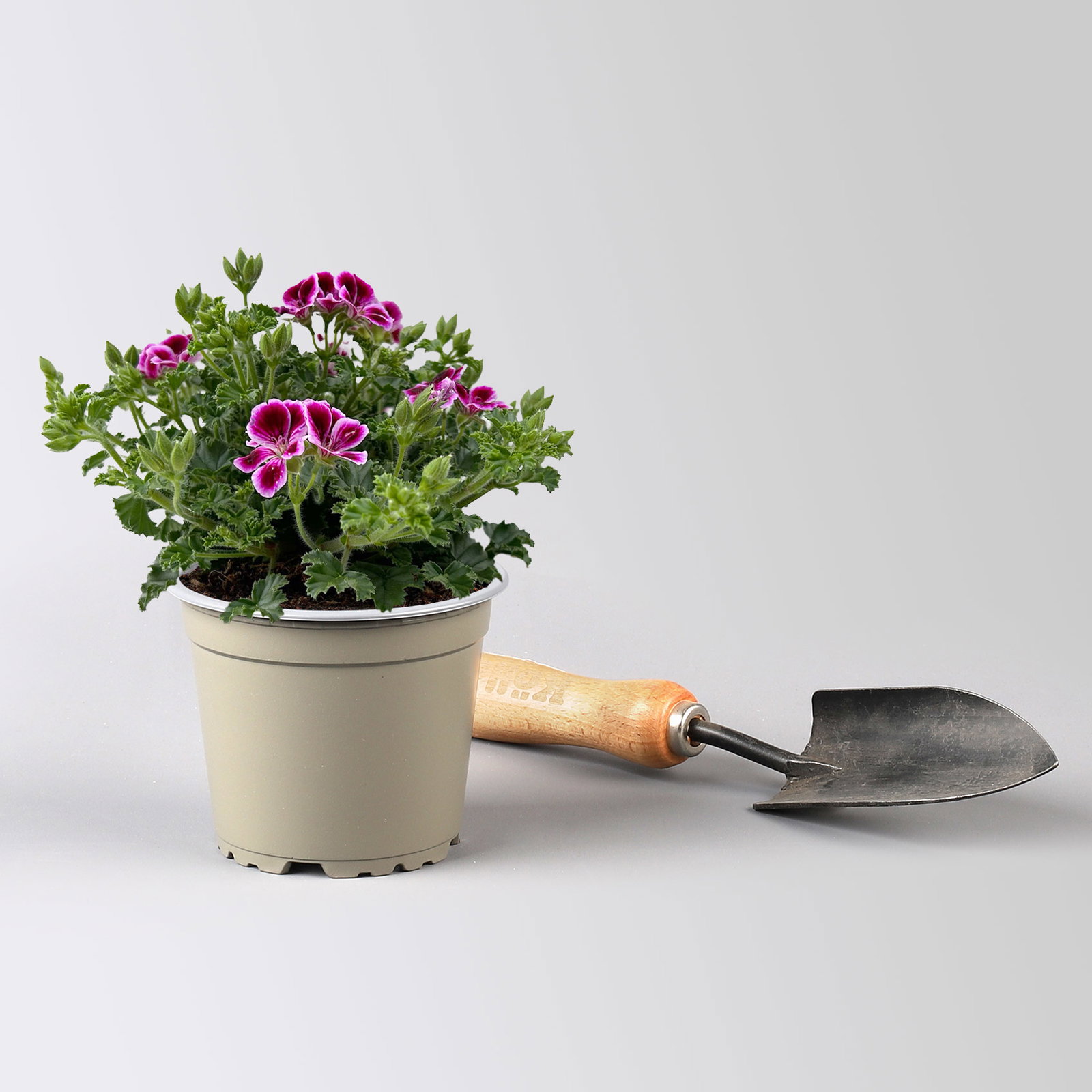 Geranie 'Angel® Nina®', rosa-bordeaux, Topf-Ø 12cm, 6 Pflanzen