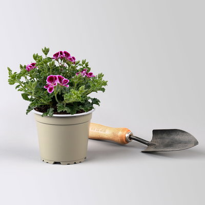 Geranie 'Angel® Nina®', rosa-bordeaux, Topf-Ø 12cm, 6 Pflanzen