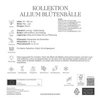 Allium Mischung, 20 Blumenzwiebeln Allium Mischung, 20 Blumenzwiebeln