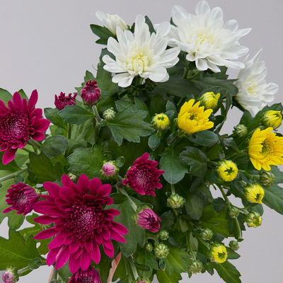 Chrysantheme 'Trio', weiß-gelb-lila, gefüllt, Topf-Ø 12cm, 6 Pflanzen Chrysantheme 'Trio', weiß-gelb-lila, gefüllt, Topf-Ø 12cm, 6 Pflanzen