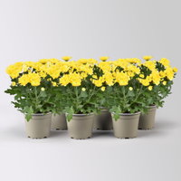 Chrysantheme 'Double', gelb, gefüllt, Topf-Ø 12cm, 6 Pflanzen Chrysantheme 'Double', gelb, gefüllt, Topf-Ø 12cm, 6 Pflanzen