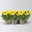 Chrysantheme 'Double', gelb, gefüllt, Topf-Ø 12cm, 6 Pflanzen Chrysantheme 'Double', gelb, gefüllt, Topf-Ø 12cm, 6 Pflanzen