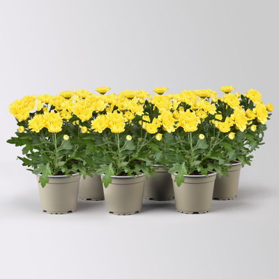 Chrysantheme 'Double', gelb, gefüllt, Topf-Ø 12cm, 6 Pflanzen Chrysantheme 'Double', gelb, gefüllt, Topf-Ø 12cm, 6 Pflanzen