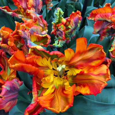 Papagei-Tulpe orange-rot, vorgetrieben, Topf-Ø 15 cm, 3 Pflanzen Papagei-Tulpe orange-rot, vorgetrieben, Topf-Ø 15 cm, 3 Pflanzen