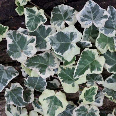 Kölle Gewöhnlicher weißgrüner Efeu (Hedera helix 'Marginata Elegantissima'), im 2 l Topf Kölle Gewöhnlicher weißgrüner Efeu (Hedera helix 'Marginata Elegantissima'), im 2 l Topf