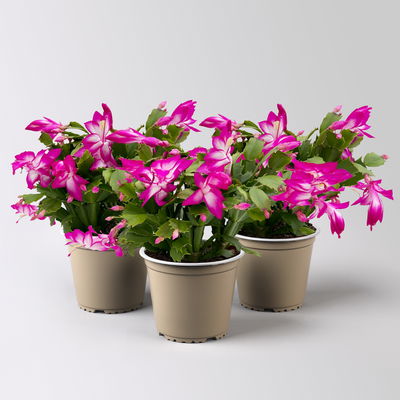 Weihnachtskaktus, lila, Topf-Ø 12 cm, 3 Pflanzen Weihnachtskaktus, lila, Topf-Ø 12 cm, 3 Pflanzen