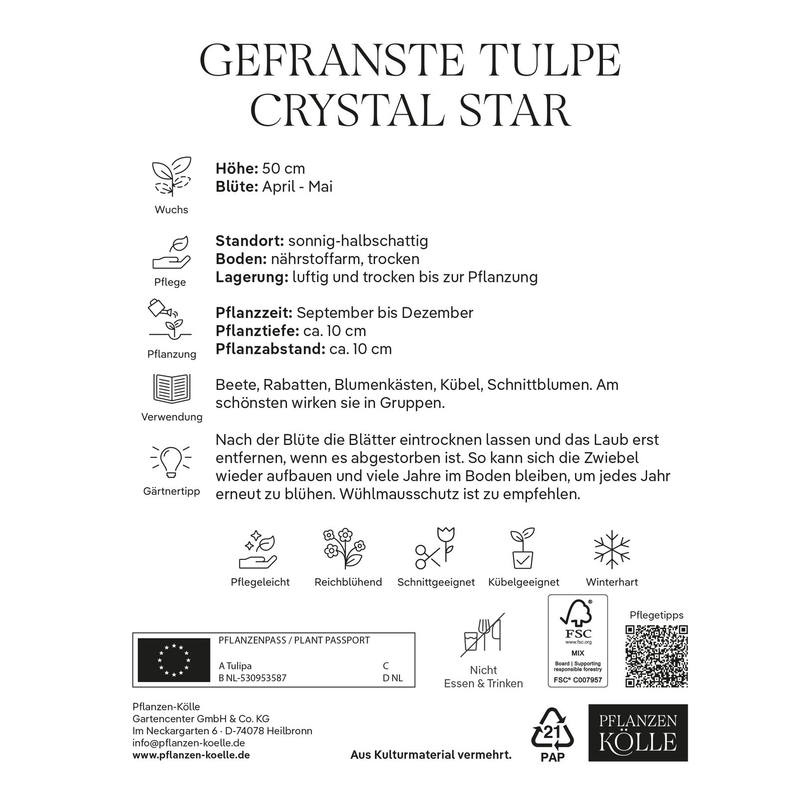 Tulpen 'Crystal Star', Gelb, 7 Blumenzwiebeln, Größe 11/12