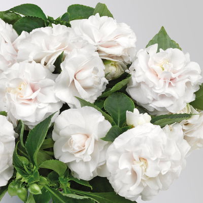 Fleißiges Lieschen, weiß, gefüllt blühend, Topf -Ø 12 cm, 6 Pflanzen