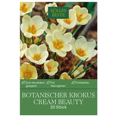 botanische Krokusse 'Cream Beauty', zartgelb, 20 Blumenzwiebeln