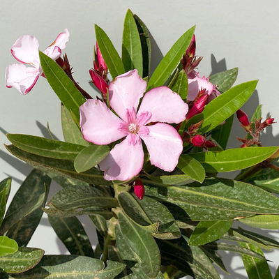 Oleander, Farbe zufällig, Stamm, Topf-Ø 18 cm, Höhe ca. 70