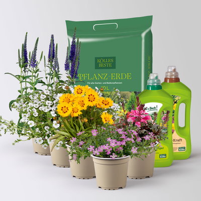 Pflanzenkreation Blütengeflüster, 5 Pflanzen inkl. Erde und Dünger