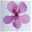 Geranie 'Villetta® Lilac' lila, hängend, Topf-Ø 13cm, 6er-Set