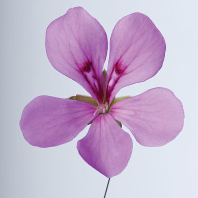 Geranie 'Villetta® Lilac' lila, hängend, Topf-Ø 13cm, 6er-Set