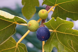 Feigenbaum Feigenbaum