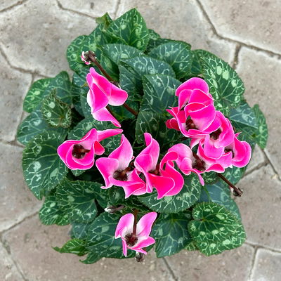 Alpenveilchen 'Meine Beste', rosa-weiß, Topf-Ø 13 cm, 3 Pflanzen Alpenveilchen 'Meine Beste', rosa-weiß, Topf-Ø 13 cm, 3 Pflanzen