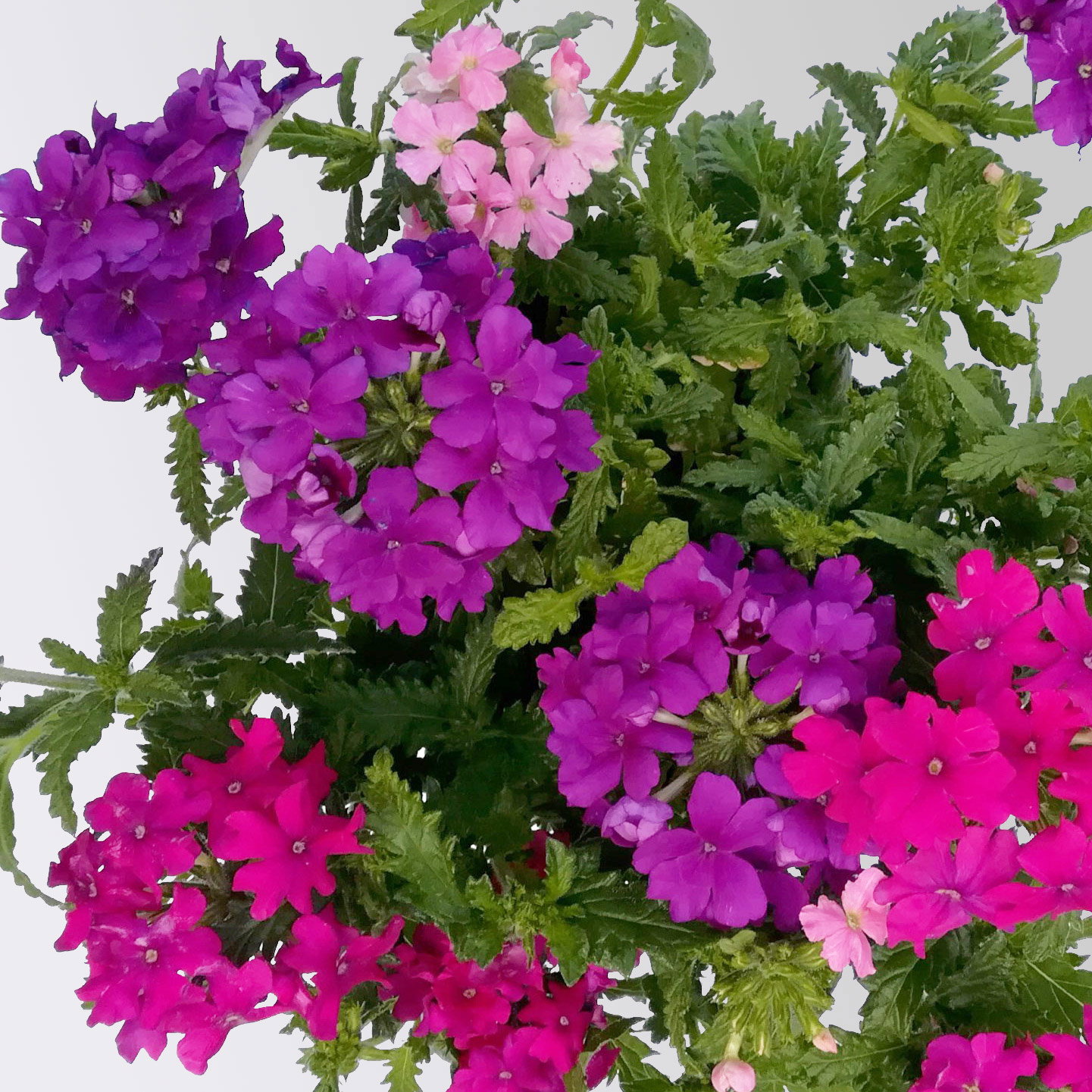 Eisenkraut 'Trio', bunt, Topf-Ø 12 cm, 6 Pflanzen Eisenkraut 'Trio', bunt, Topf-Ø 12 cm, 6 Pflanzen
