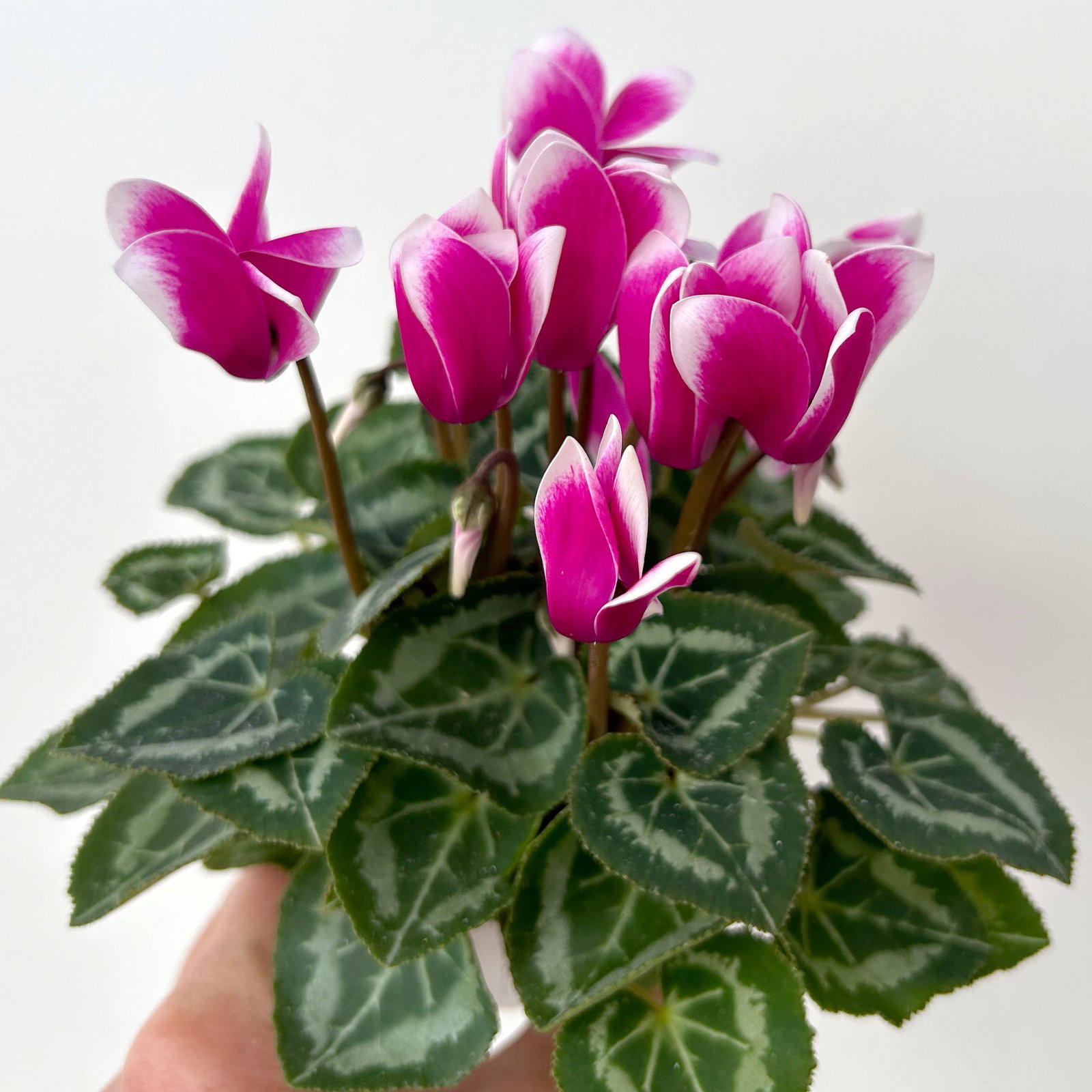 Alpenveilchen Outdoor 'Fantasia', Mini , lila-weiß, Topf-Ø 6 cm, 10 Pflanzen Alpenveilchen Outdoor 'Fantasia', Mini , lila-weiß, Topf-Ø 6 cm, 10 Pflanzen