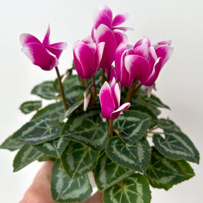 Alpenveilchen Outdoor 'Fantasia', Mini , lila-weiß, Topf-Ø 6 cm, 10 Pflanzen Alpenveilchen Outdoor 'Fantasia', Mini , lila-weiß, Topf-Ø 6 cm, 10 Pflanzen