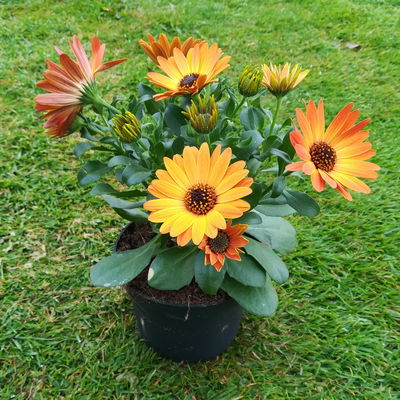 Kapkörbchen orange, Topf-Ø 12 cm, 6er-Set Kapkörbchen orange, Topf-Ø 12 cm, 6er-Set