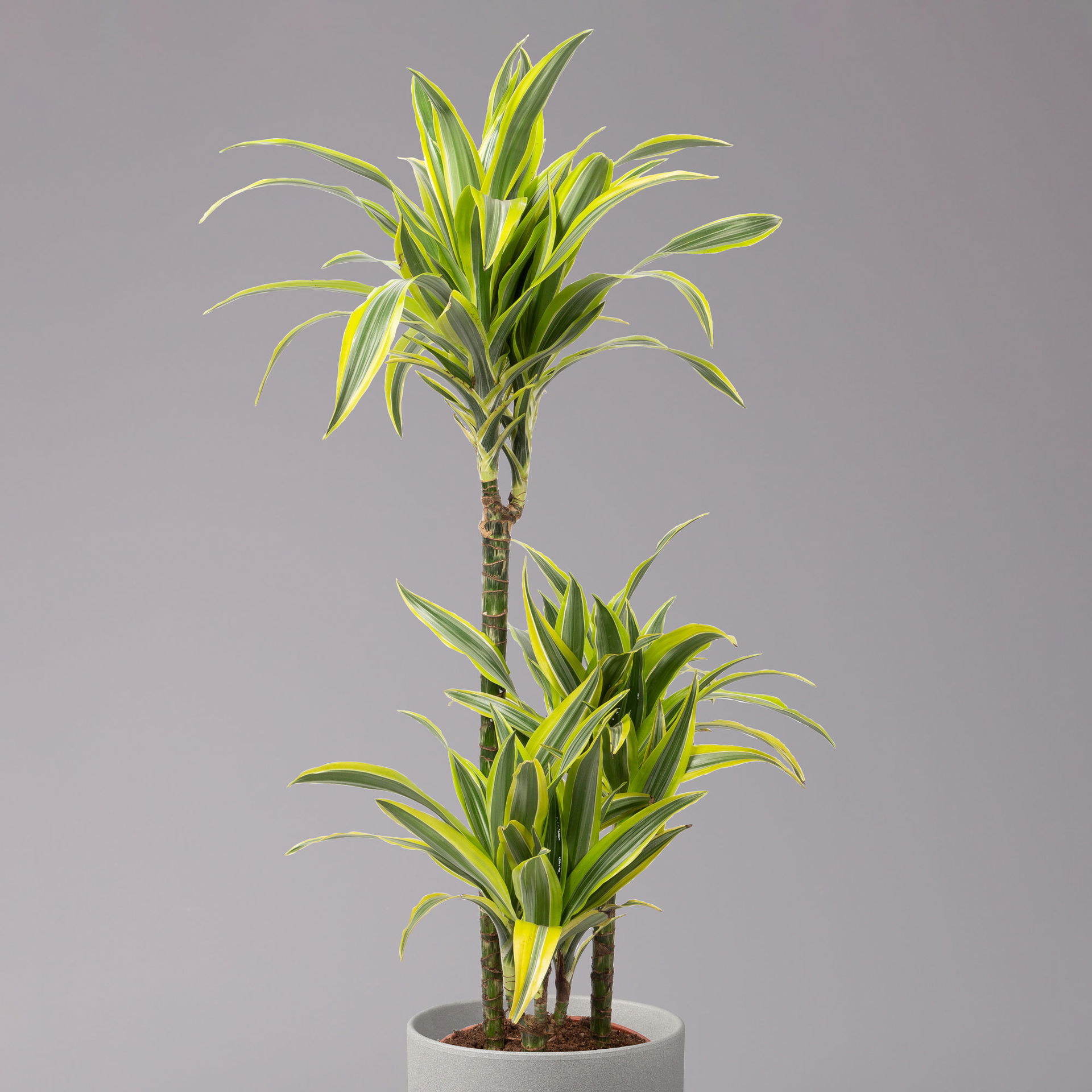 Duftender Drachenbaum 'Lemon Lime', TopfØ 21 cm, Höhe ca. 110 cm kaufen