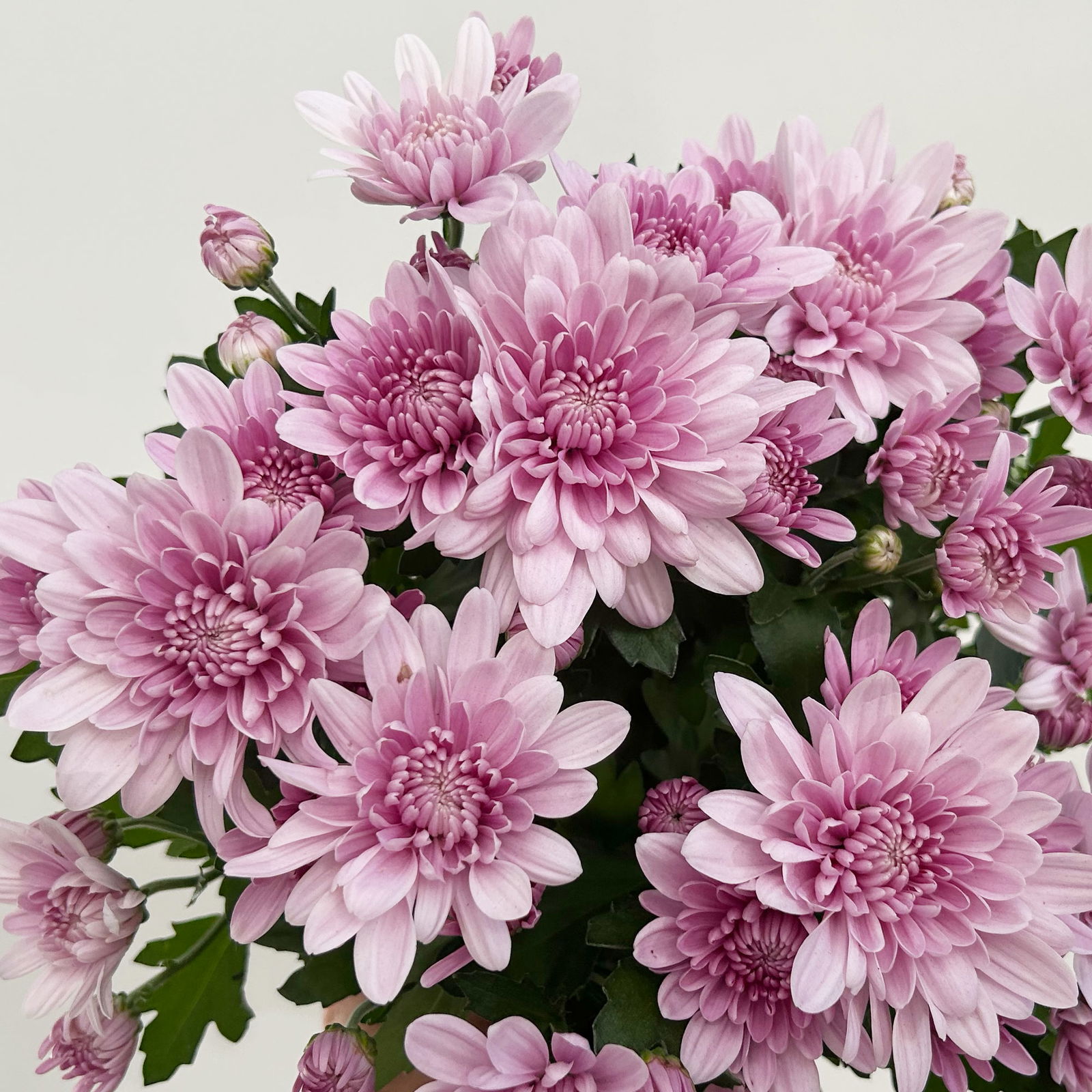 Chrysanthemen 'Chrysanne®Grandezza Pink', rosa, Topf-Ø 13 cm, 4 Pflanzen
