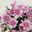 Chrysanthemen 'Chrysanne®Grandezza Pink', rosa, Topf-Ø 13 cm, 4 Pflanzen