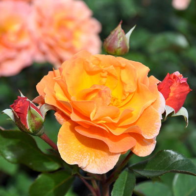 Strauchrose 'Arabia®', dunkelorange, Topf 5 Liter Strauchrose 'Arabia®', dunkelorange, Topf 5 Liter