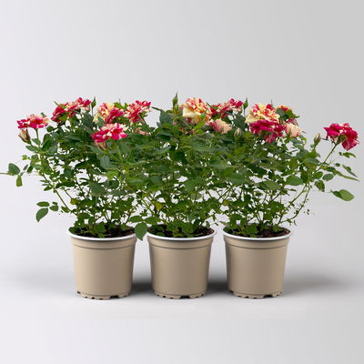 Rose 'Liss' rot-gelb, Topf-Ø 10,5 cm, 3er-Set Rose 'Liss' rot-gelb, Topf-Ø 10,5 cm, 3er-Set